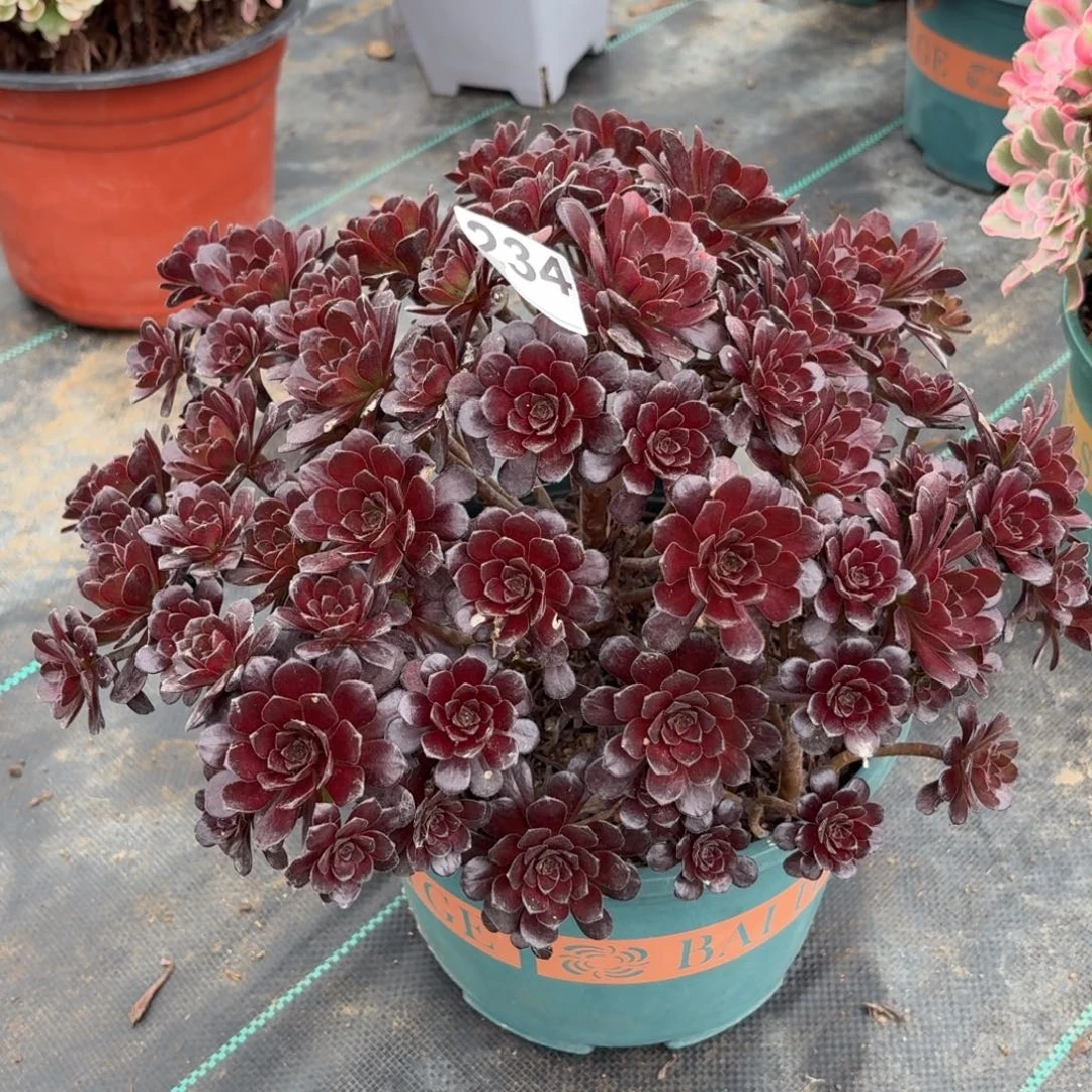 234黑珍珠多肉植物发货