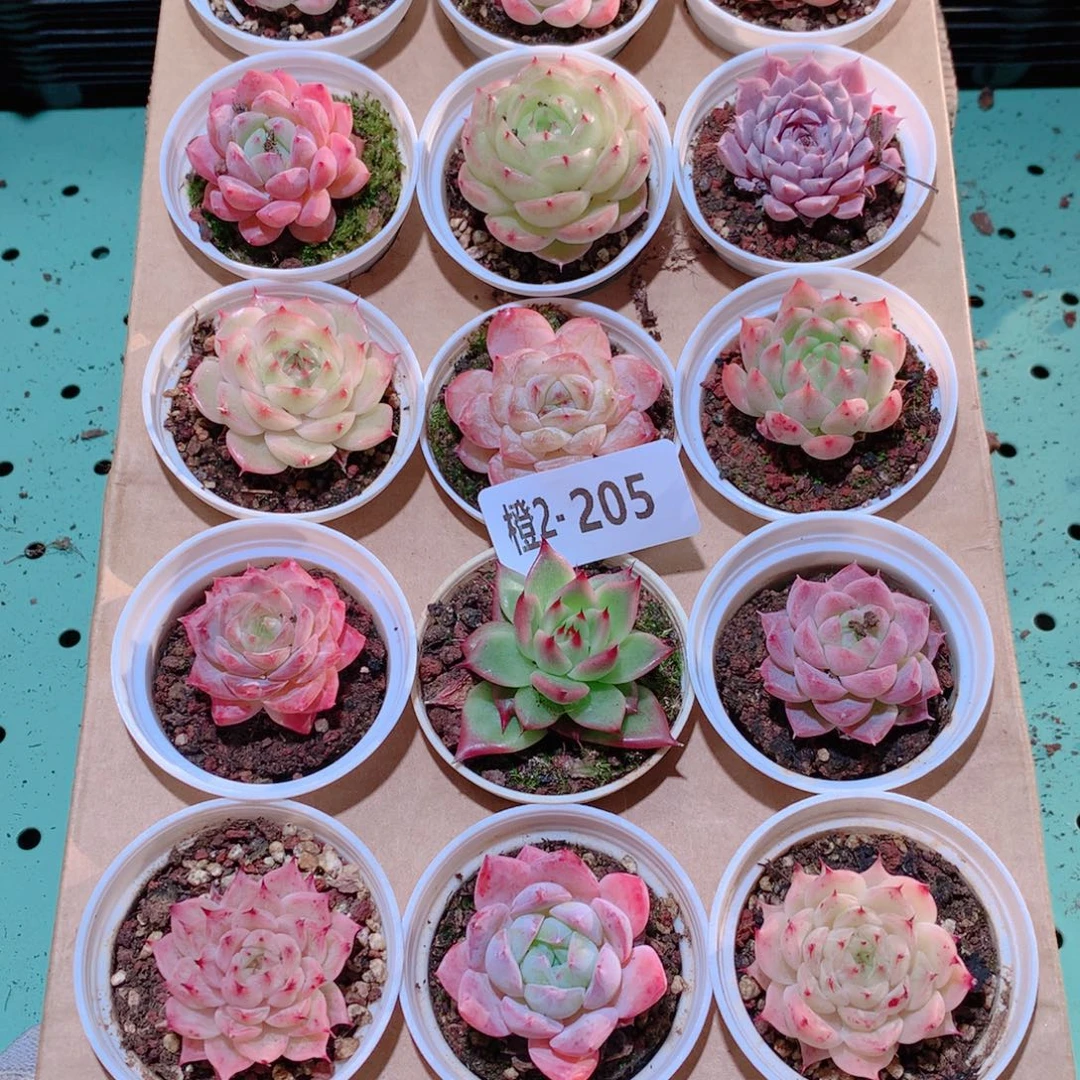 2-205一物一拍多肉带盆18颗