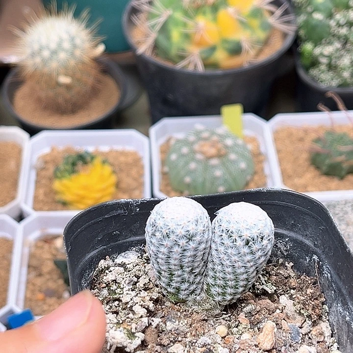 无花朵双头实生白鸟一颗