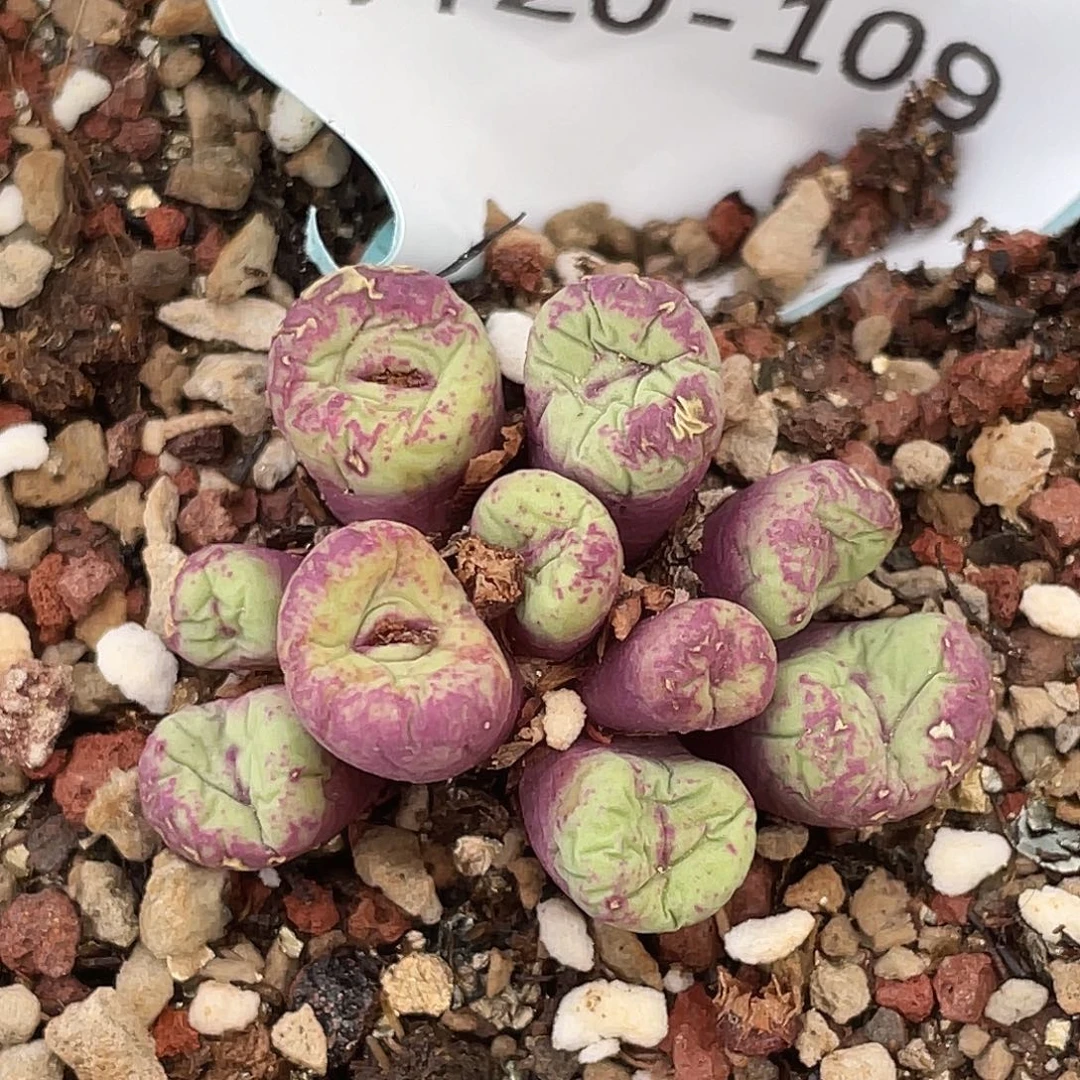 20-109嘴多肉植物肉锥