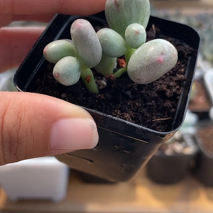 米可小双头，锦基因的啊啊啊