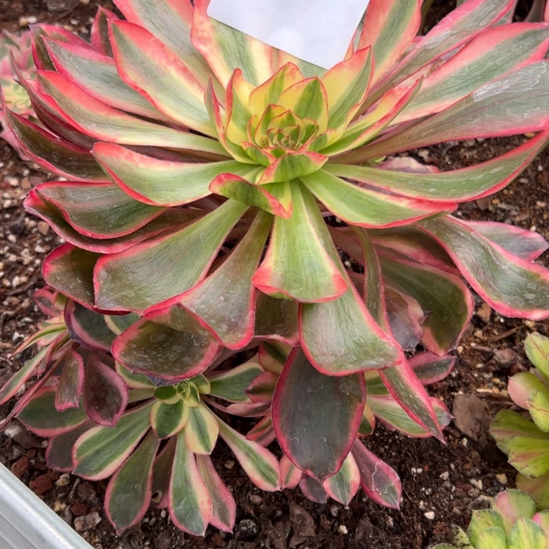 056多肉法师魅影一个