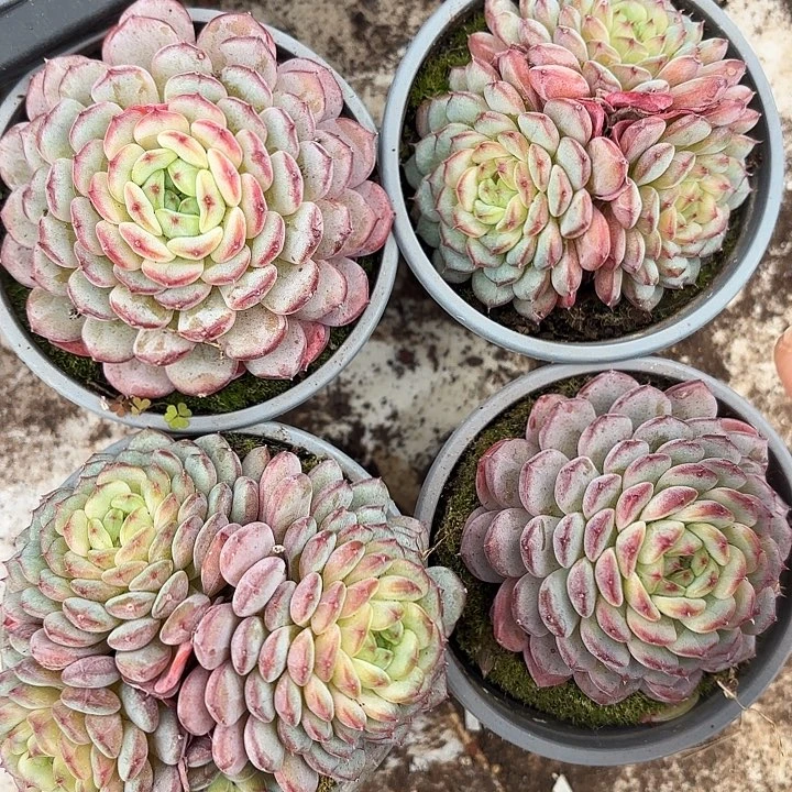 白胖子两颗（拍满18包邮）