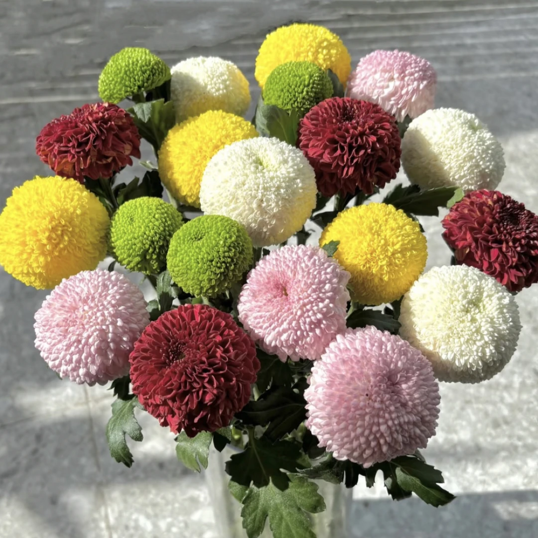 【乒乓菊】生活花插花云南基地直发两单顺丰冷链包邮