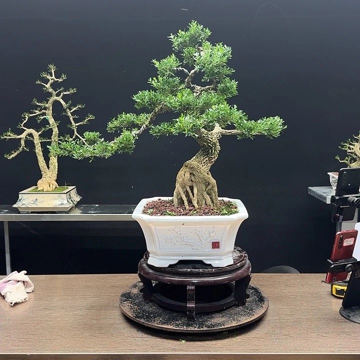 无花朵广东皱皮雀舌黄杨
