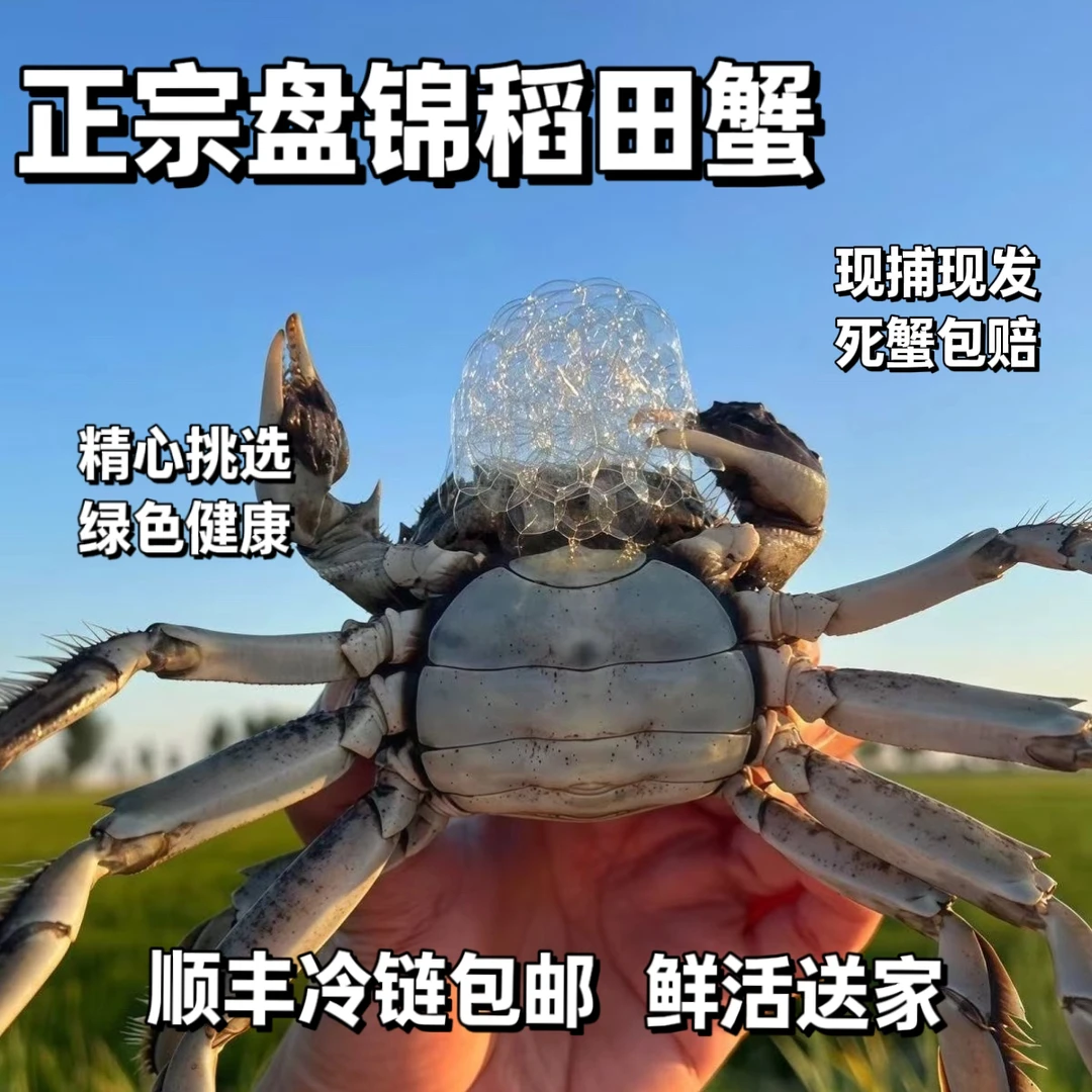 【活蟹】盘锦稻田蟹全母蟹盘锦河蟹1两-2两半净重2-3斤顺丰包邮