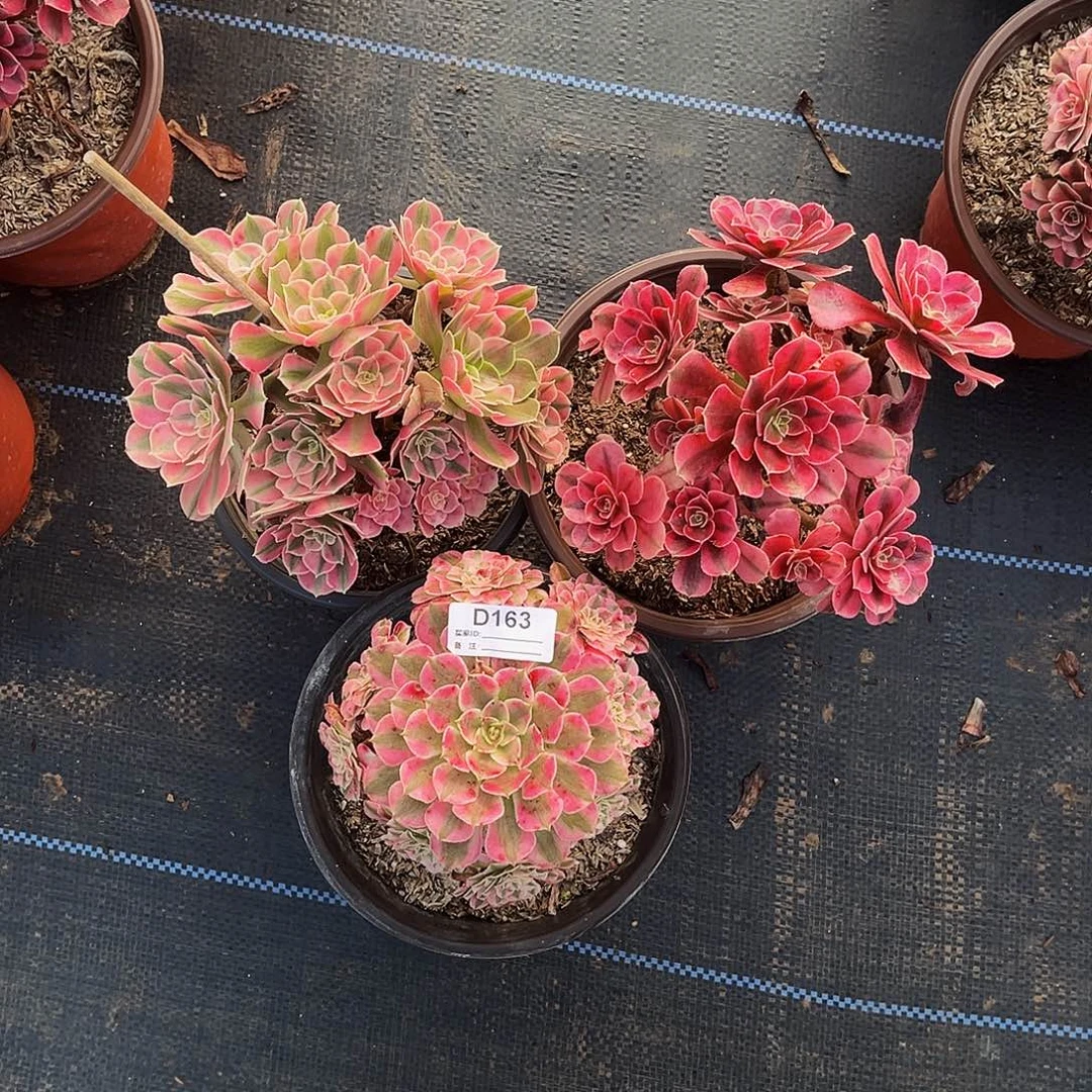 无花朵多肉植物163红铜白，粉女巫，美杜莎