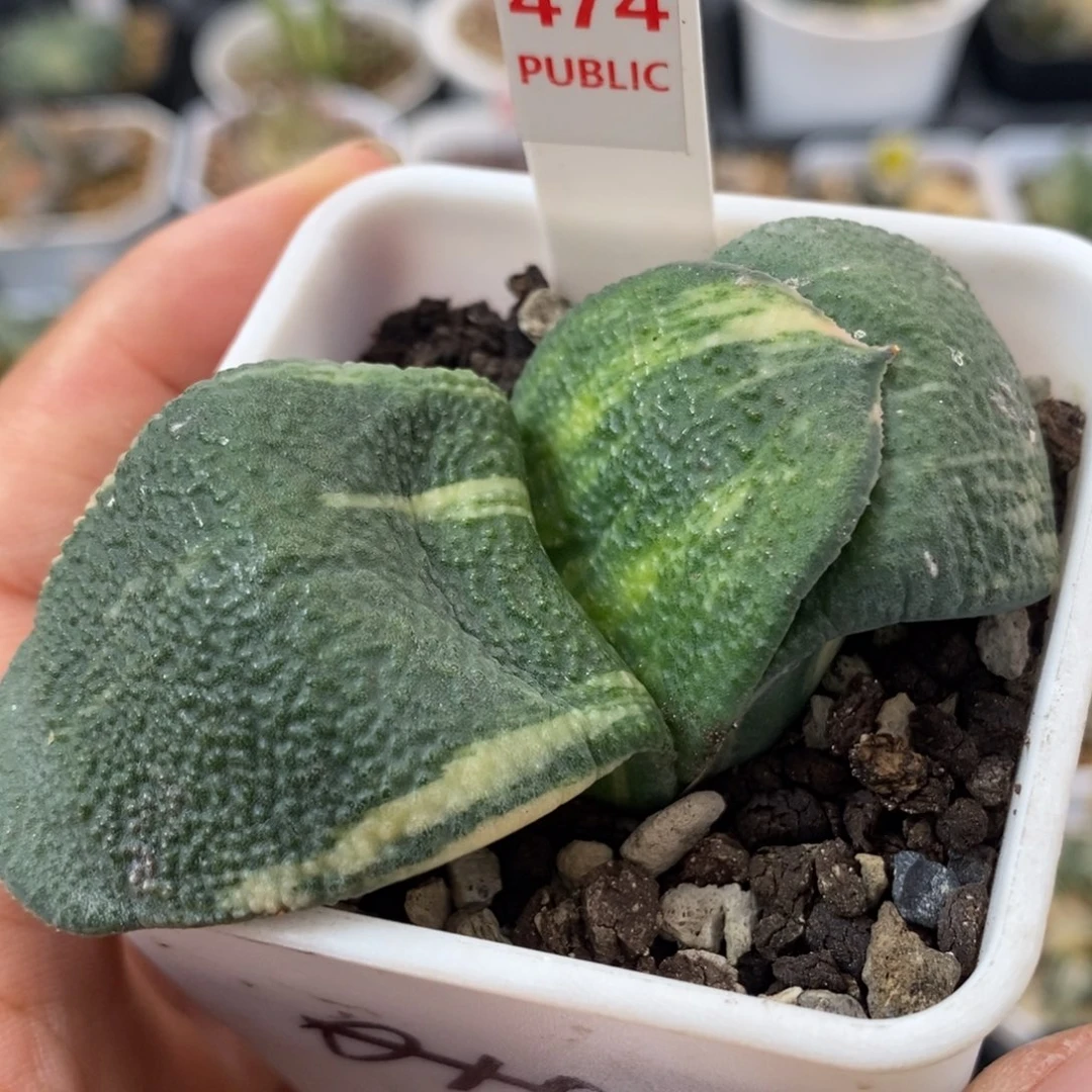 474实生卧牛锦一物一拍