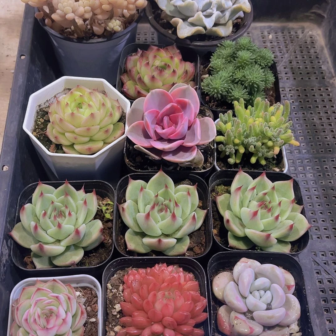 多肉739多肉植物