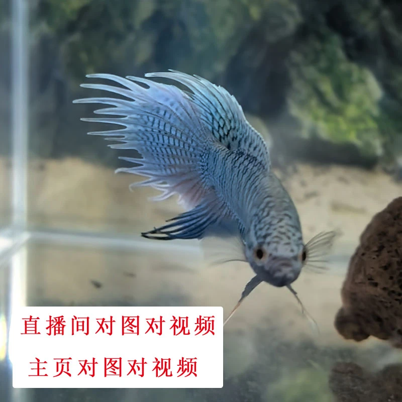 直播专用 一物一拍 中国斗鱼