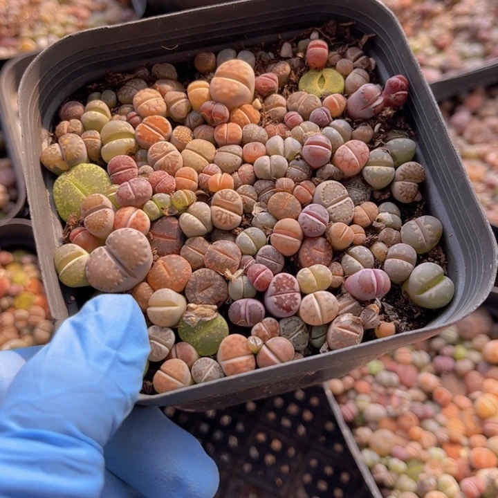 十方杯彩混8888888888888