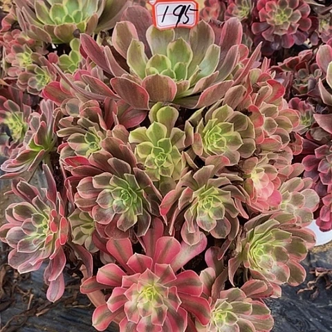 爱神老桩捧花195号