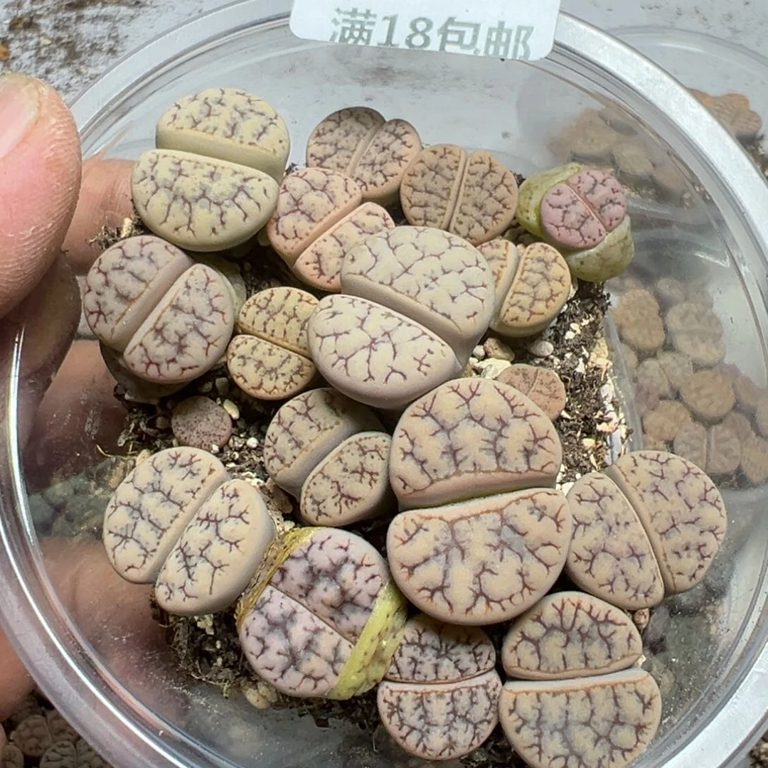 【闪购商品】 535。