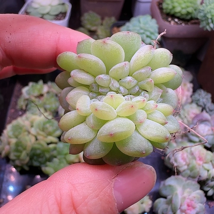 乐乐专拍清浅缀化