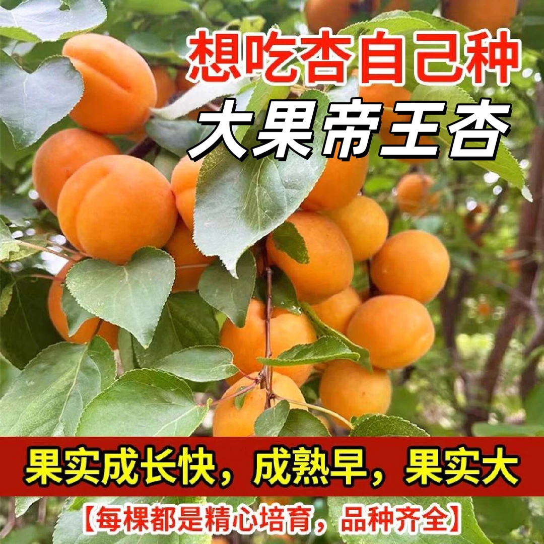 嫁接大果帝王杏树苗甜杏苗巨蜜王杏子苗果树苗南北方四季种植杏树