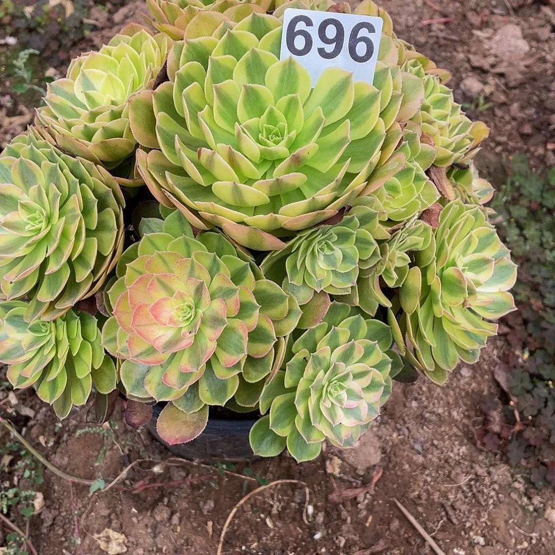多肉法师696号雨荷发货不包损