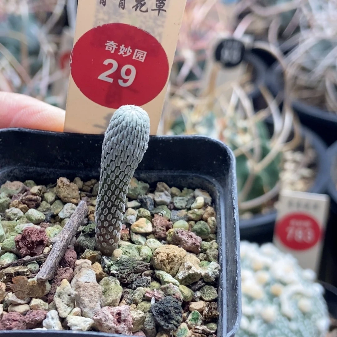 实生精巧丸0.8cm一棵仙人球