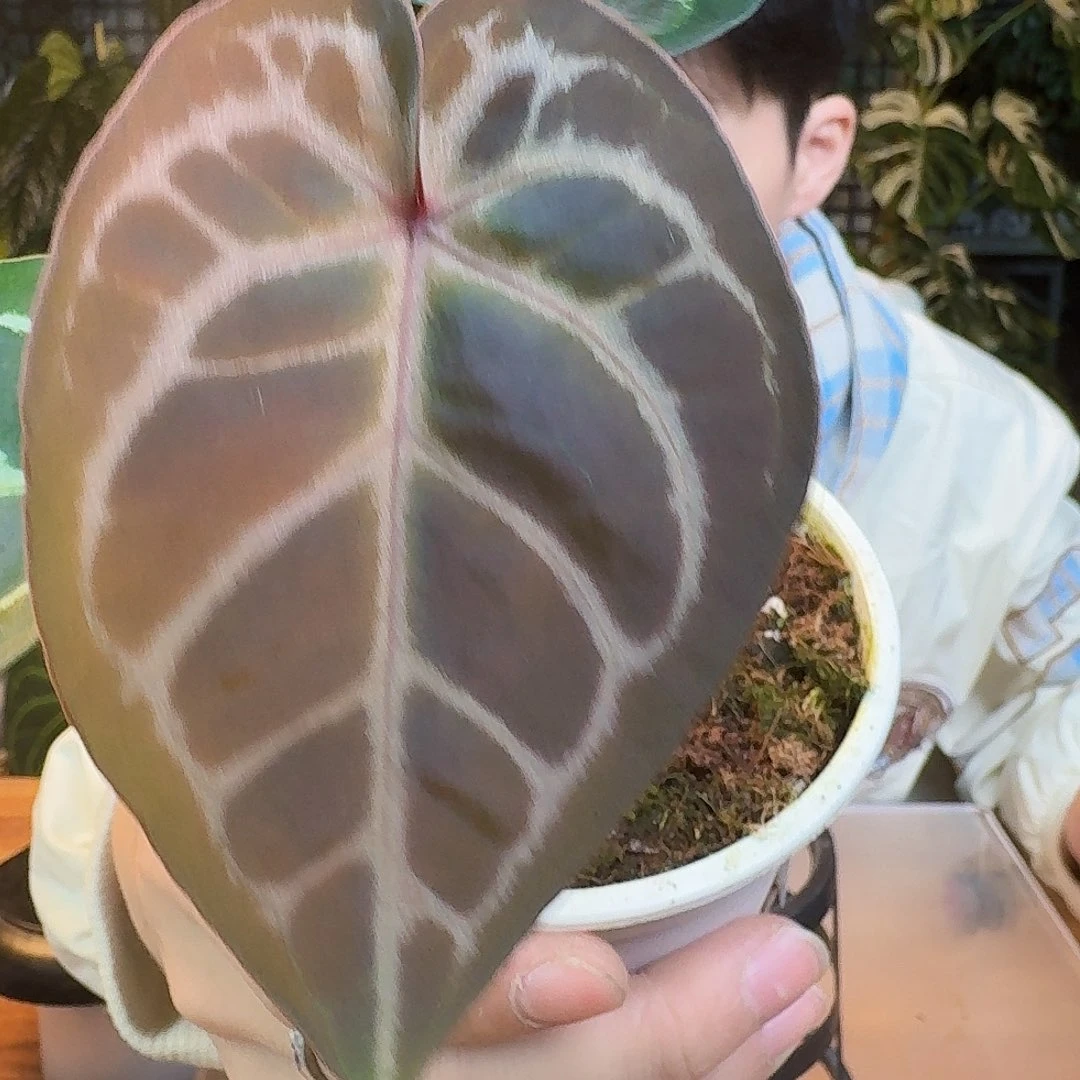完全开放P187紫水晶杂米歇尔