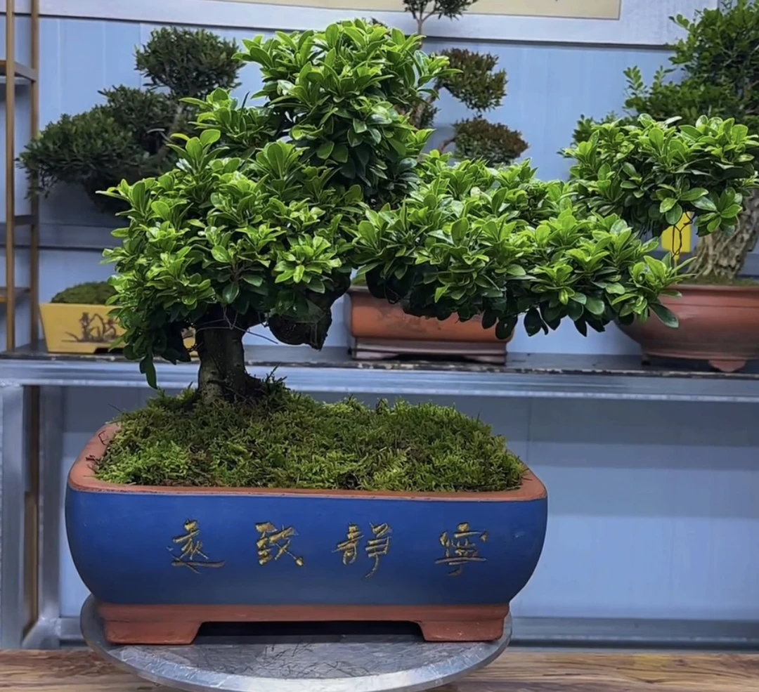 宜兴紫砂花盆迷你小圆盆盲拍无效