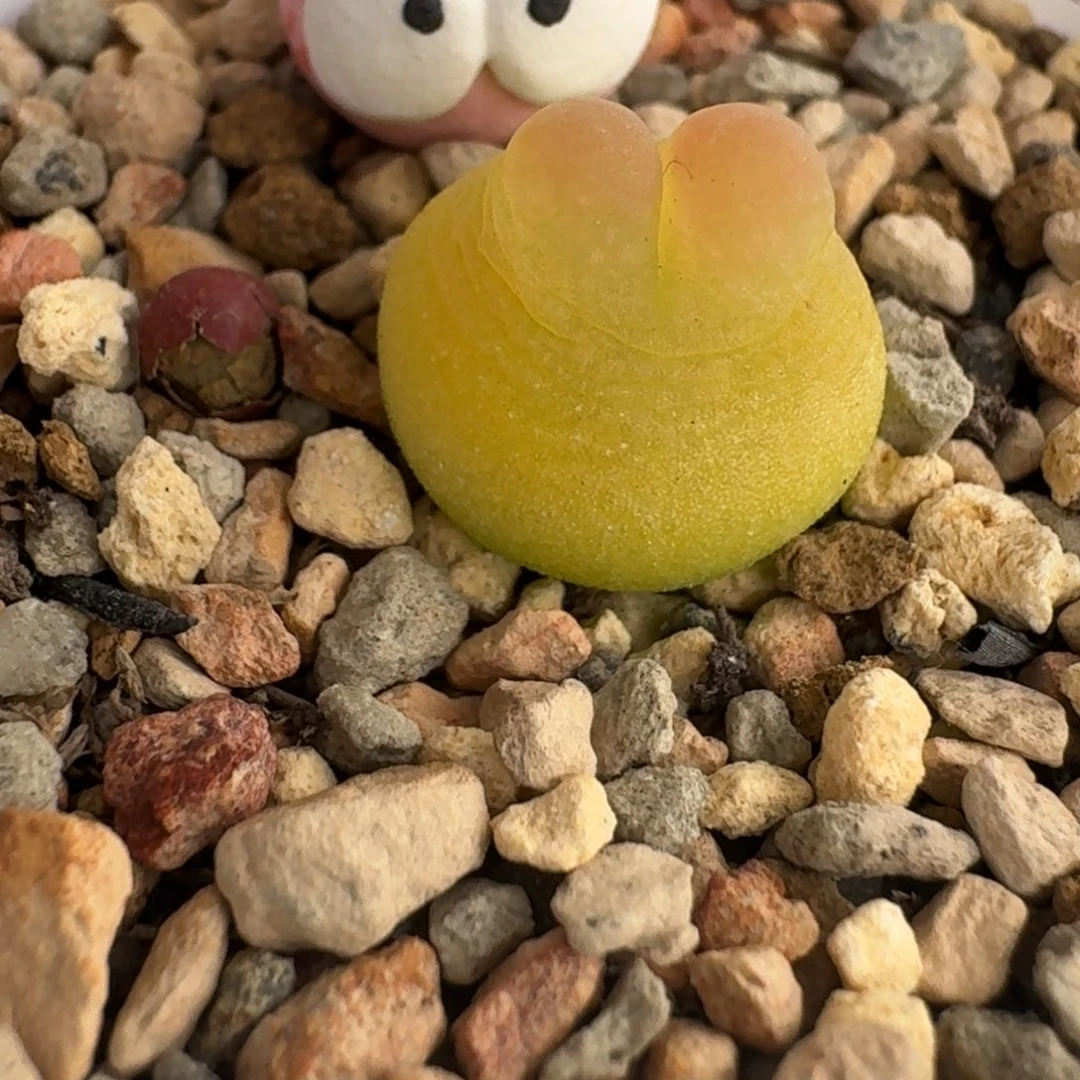 摆件+拉登一颗一起走