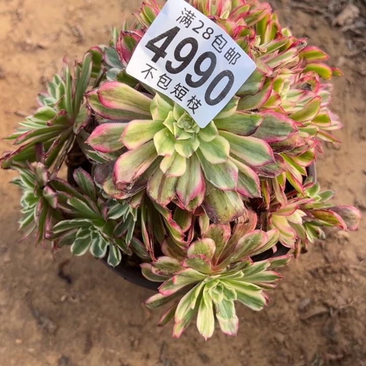 水彩画多肉植物法师4990