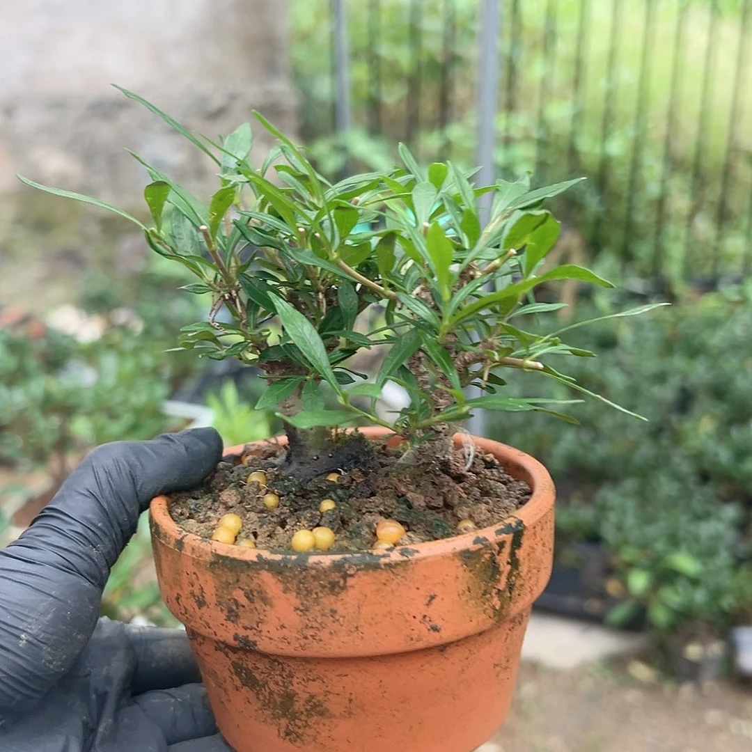 完全开放茶台小品栀子花