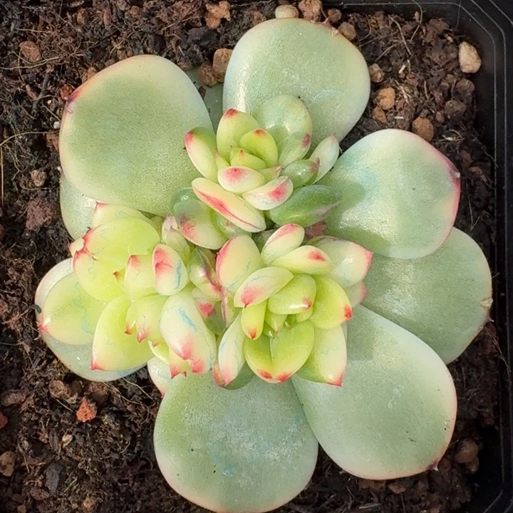 月亮石底座一物一拍