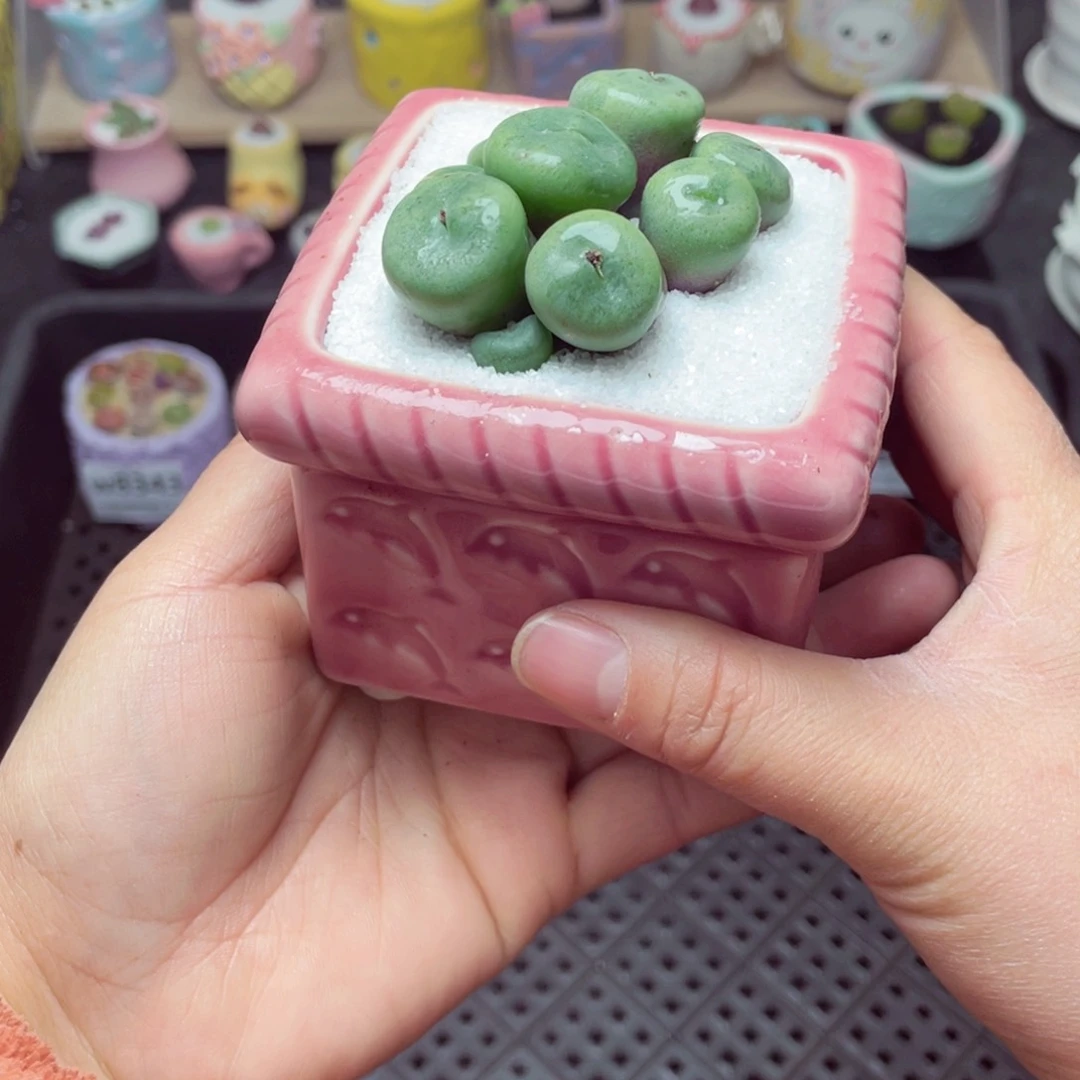 w8348 带盆土发货 -零下地区拍保温箱