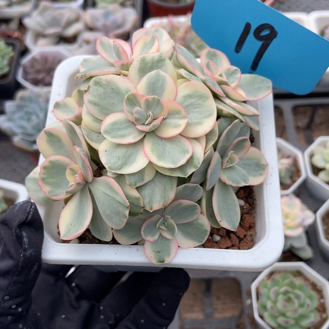 19秀妍锦多肉植物