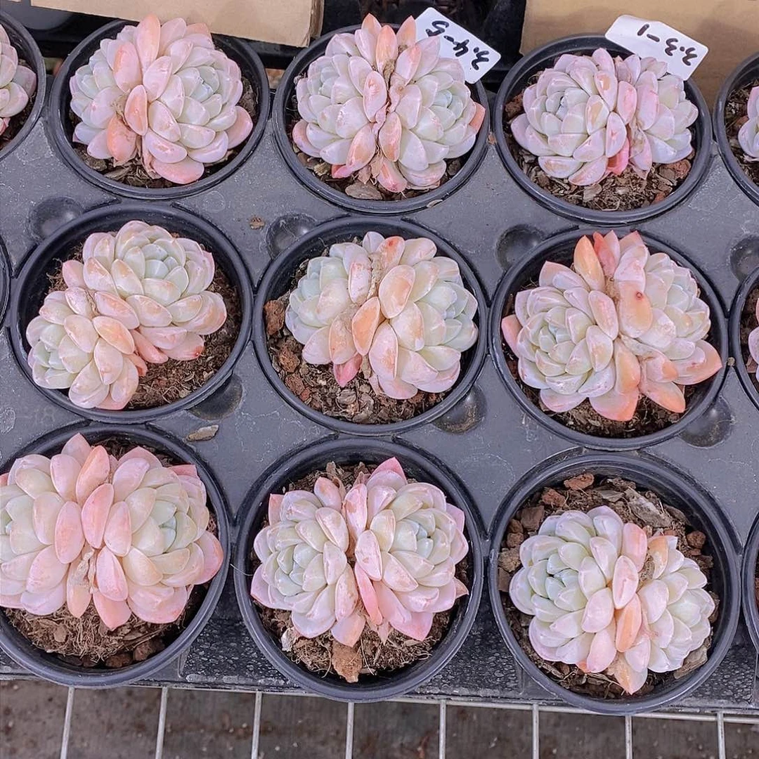 0305-新批次 雪媚娘大双头福利一颗 量拍