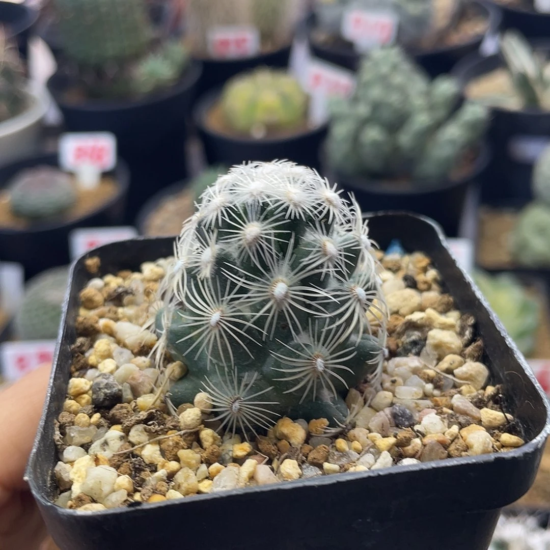 都锦圆锥玉属仙人球