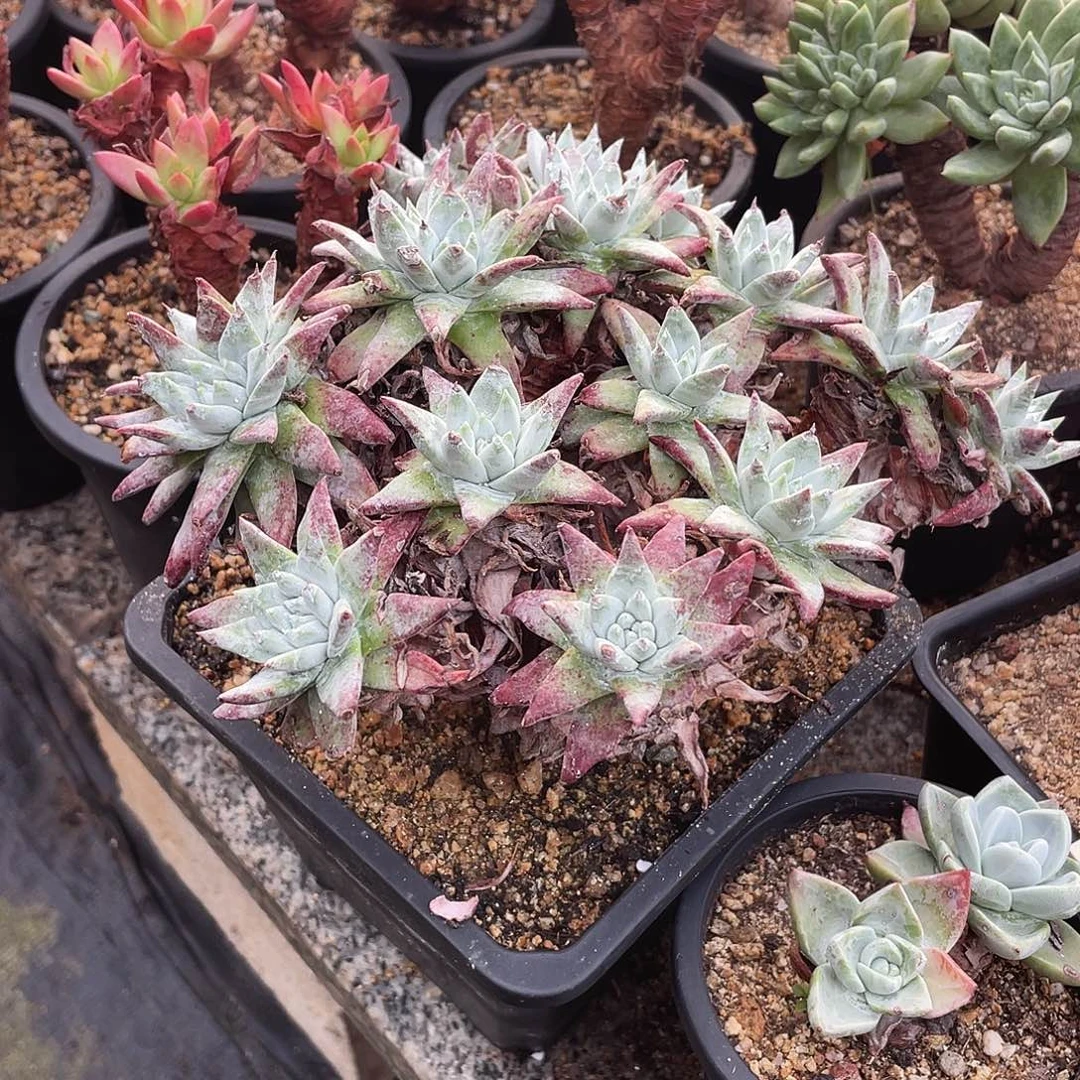 晨溪园艺仙女杯呀