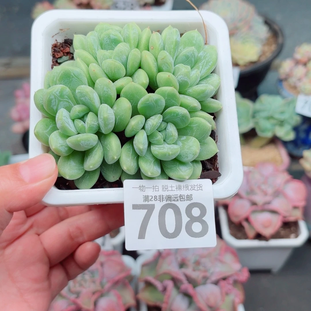 百达翡翠整群多肉多