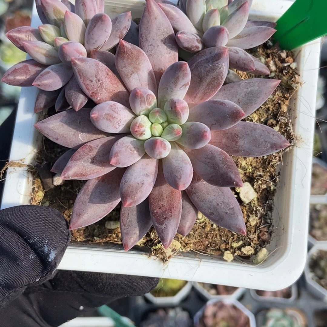 1002车厘子多肉植物