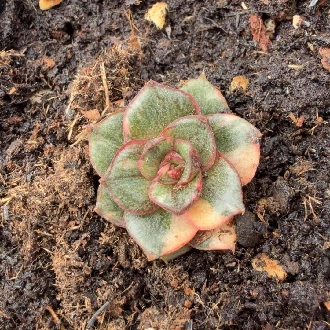 拉丝锦麒麟座锦花脸