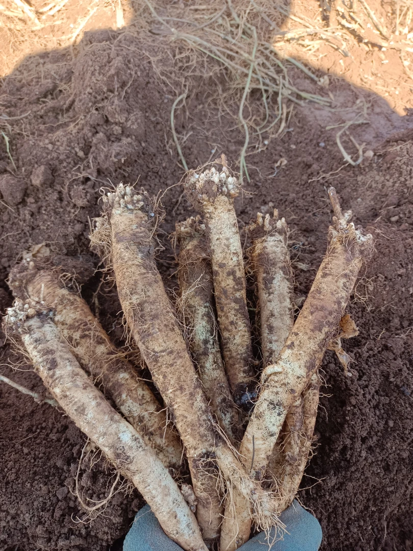 云南现挖新鲜党参，云党