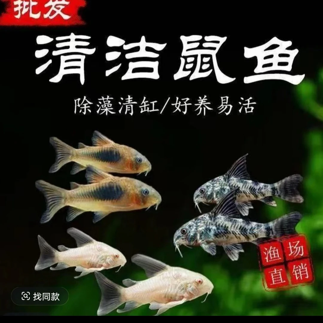 清缸鼠鱼 花椒鼠 白鼠 青铜鼠 混发 小型热带鱼缸必备品