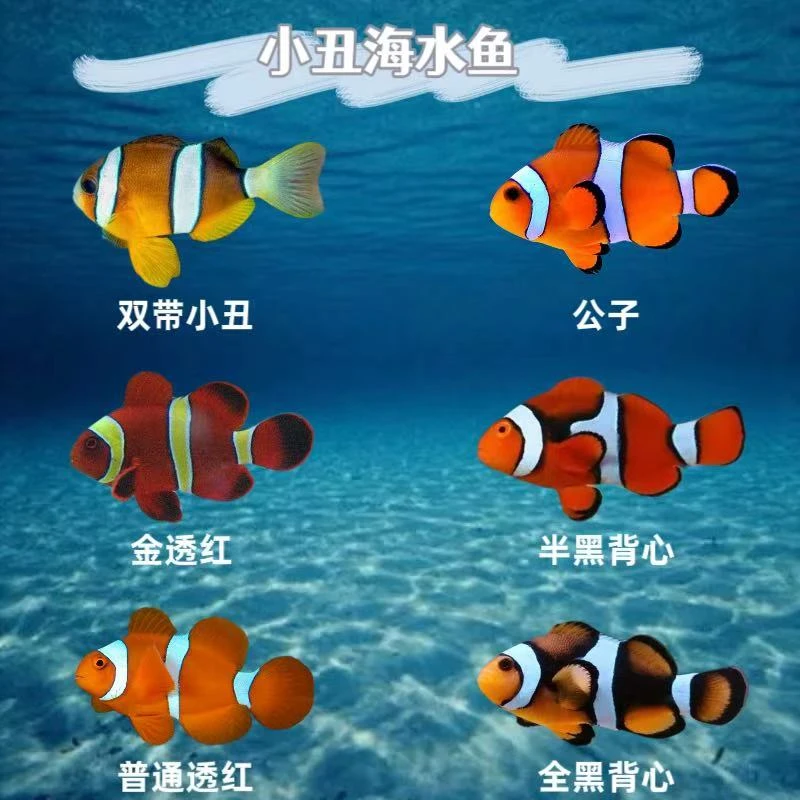 【小丑类】海水观赏鱼黑背心金透红公子双带小丑（直播间专用链接）