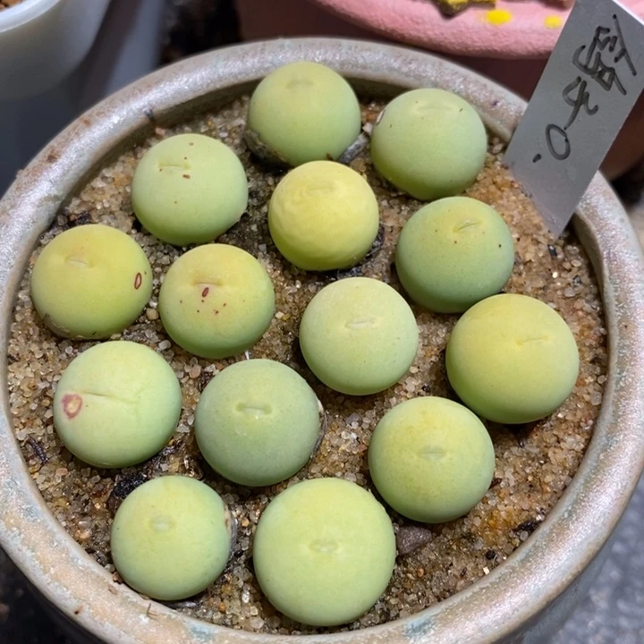 鸽子蛋一颗 1厘米