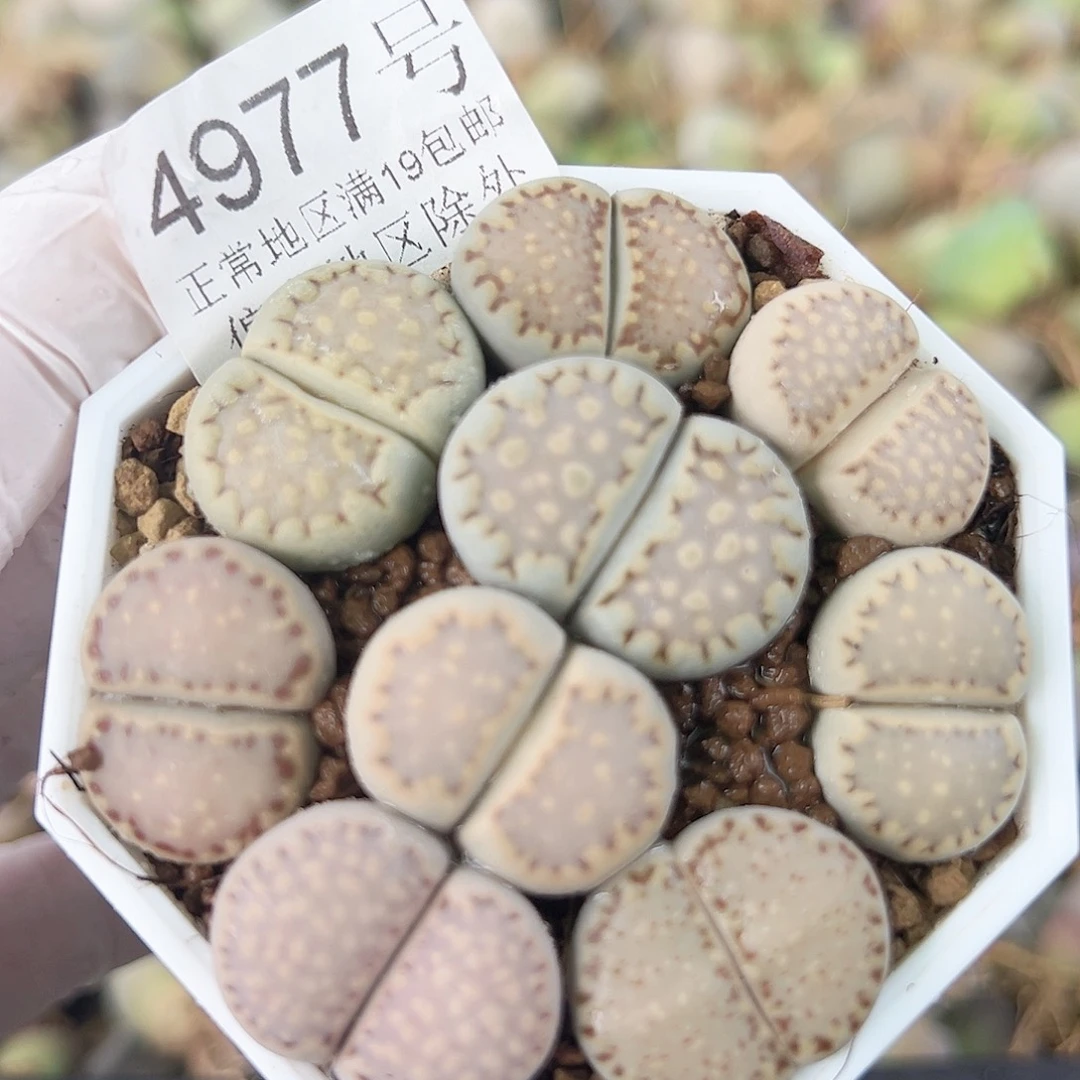 4977四年饼干9个2-2.5cm