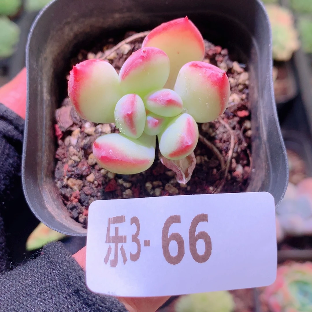 乐然 3-66 蜜糖单头