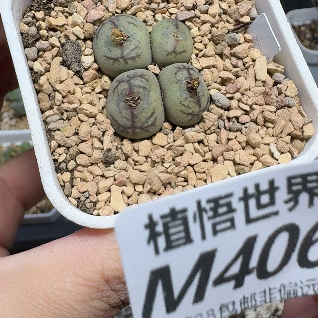 多肉植物的润泽ghj