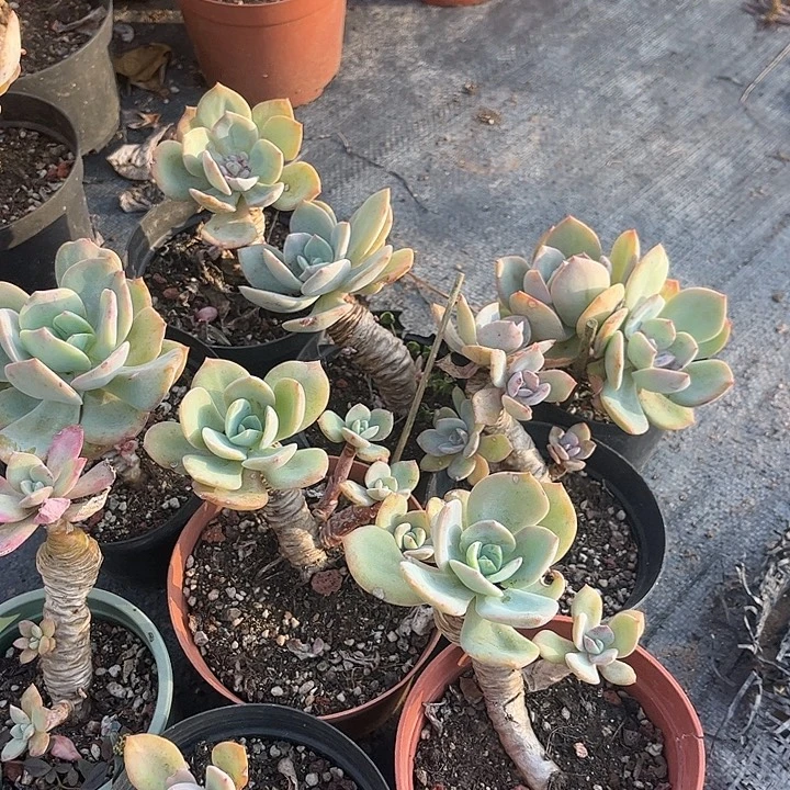 【***赁758九棵不售后白凤脱土发货不退不换