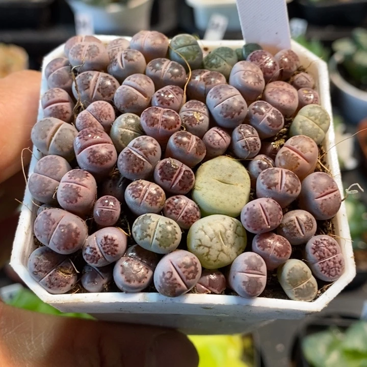 紫色生石花七方盆