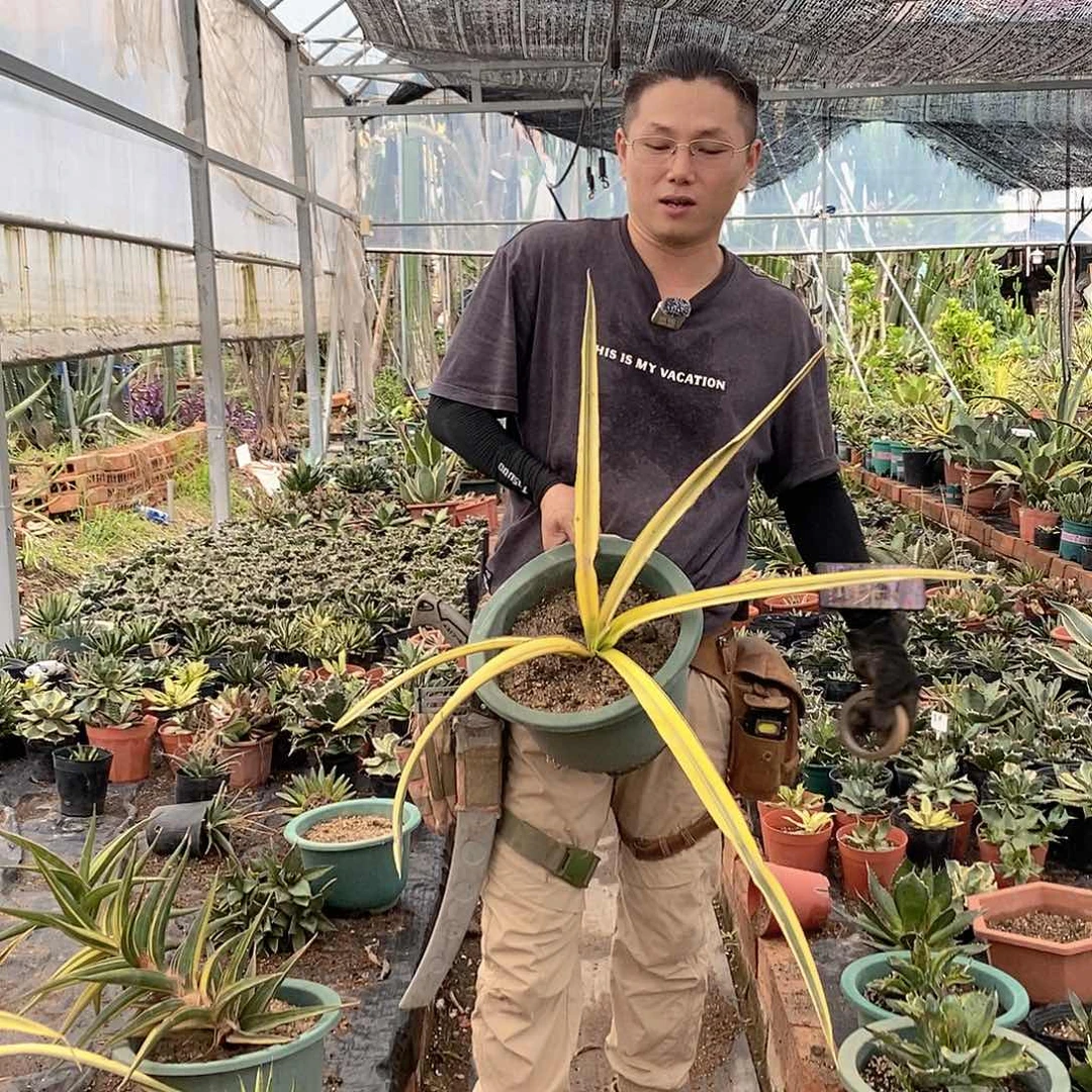 金条虎皮兰一盆一物一拍