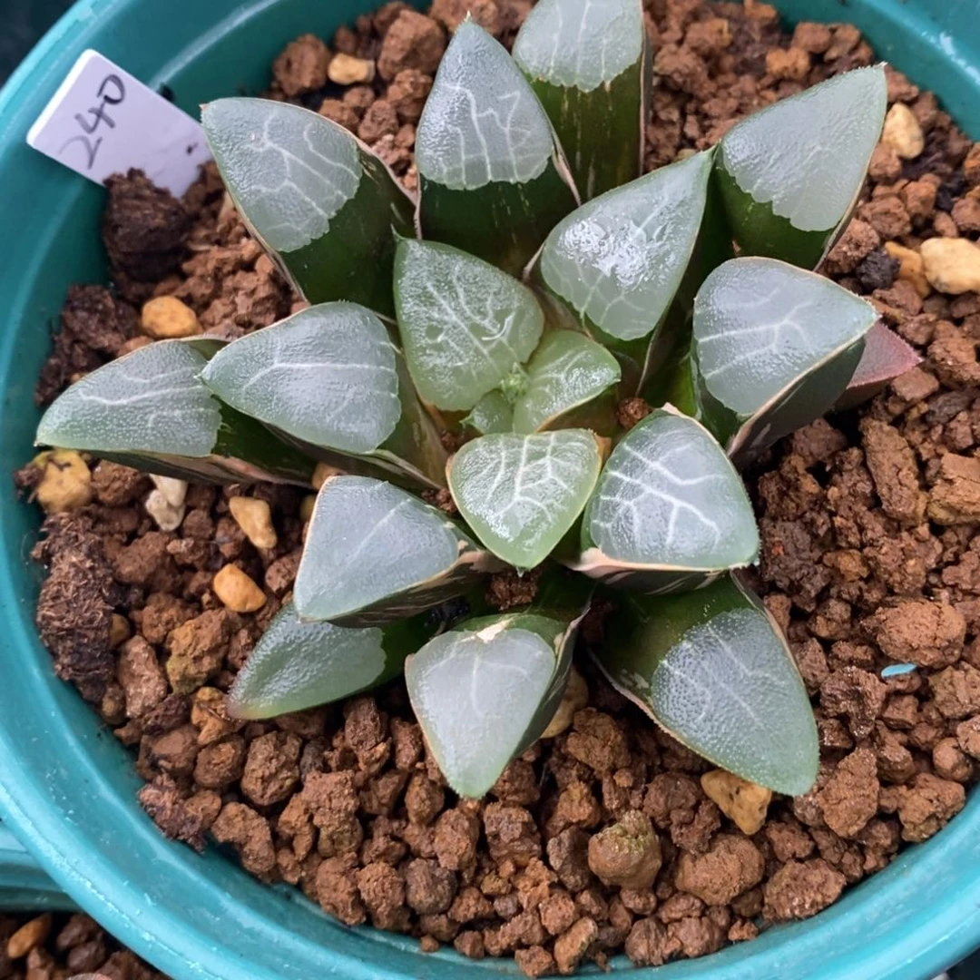 一颗实生大克锦。