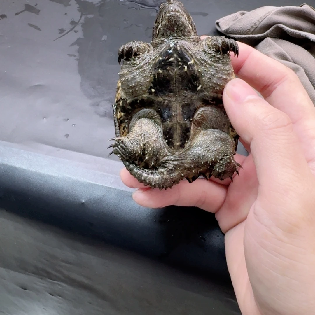 宠物龟不分公母111