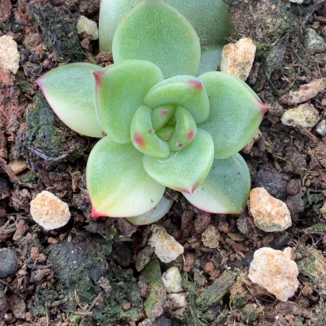 无名盲盒锦多肉锦