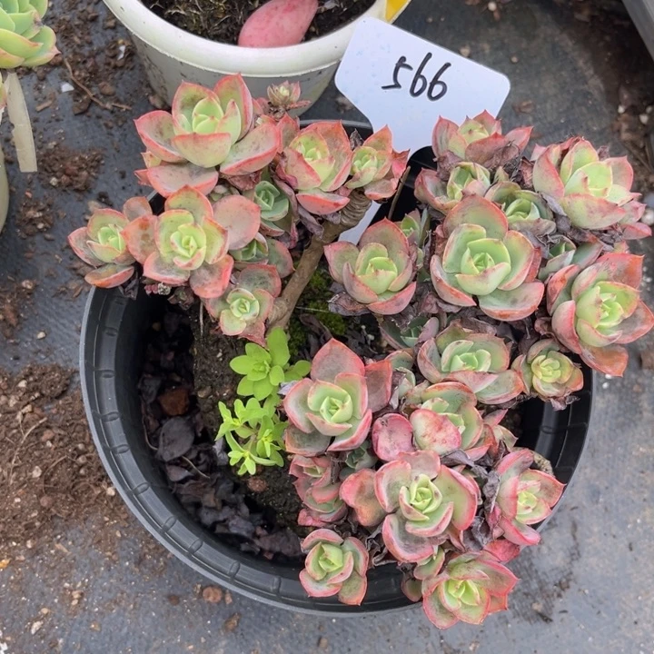 566 0000000008080000000