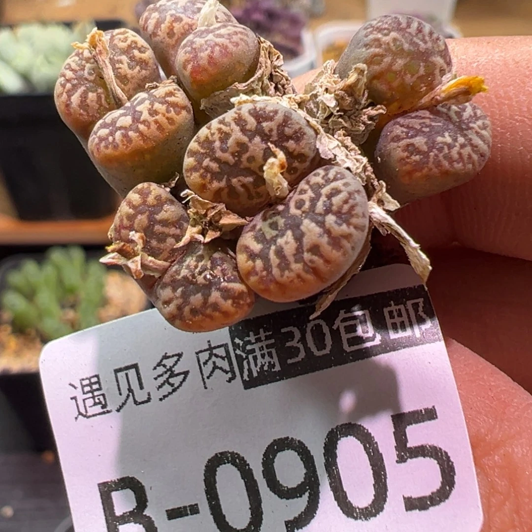 多肉植物111111111111